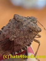 /home//u458753944/public_html/sourcegallery/////Insects and small critters/aphids cicadas lanternflies and true bugs (Hemiptera)/PC250018.JPG